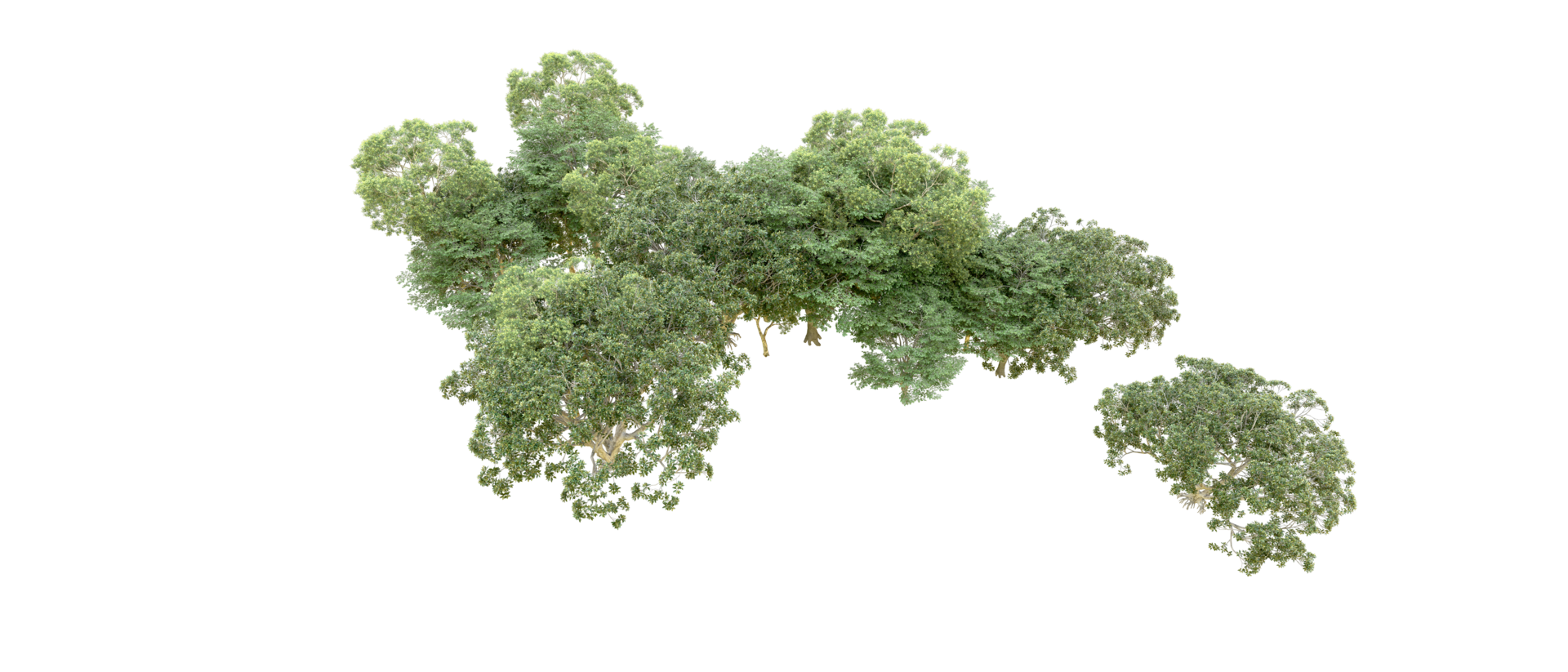 Green forest isolated on background. 3d rendering - illustration png