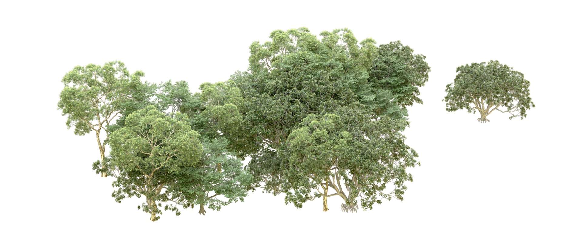 Green forest isolated on background. 3d rendering - illustration png