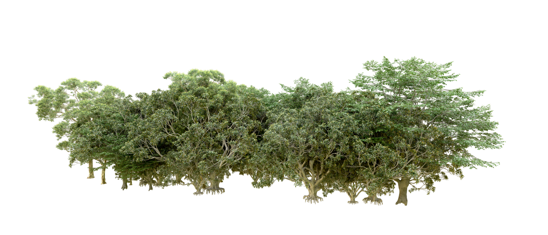 Green forest isolated on background. 3d rendering - illustration png