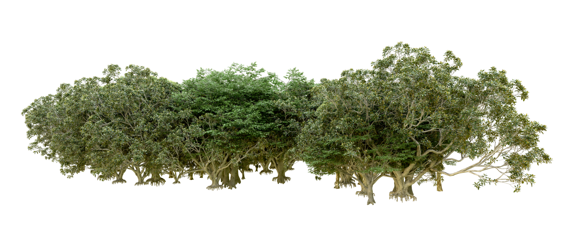 Green forest isolated on background. 3d rendering - illustration png