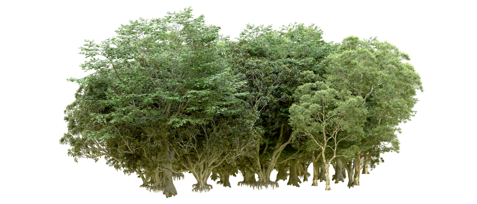 Green forest isolated on background. 3d rendering - illustration png