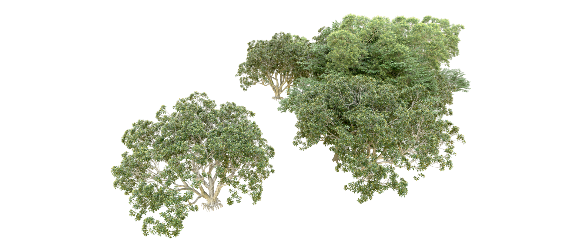 Green forest isolated on background. 3d rendering - illustration png