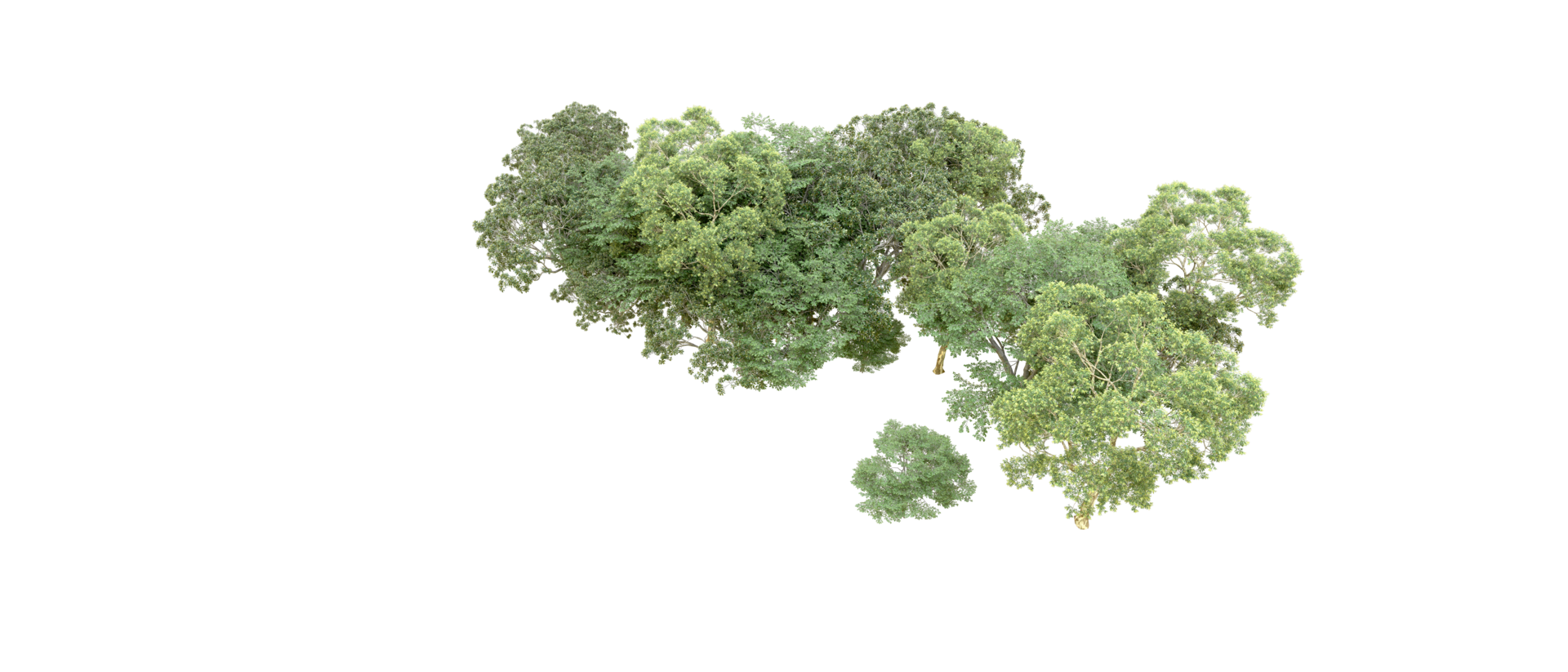 Green forest isolated on background. 3d rendering - illustration png