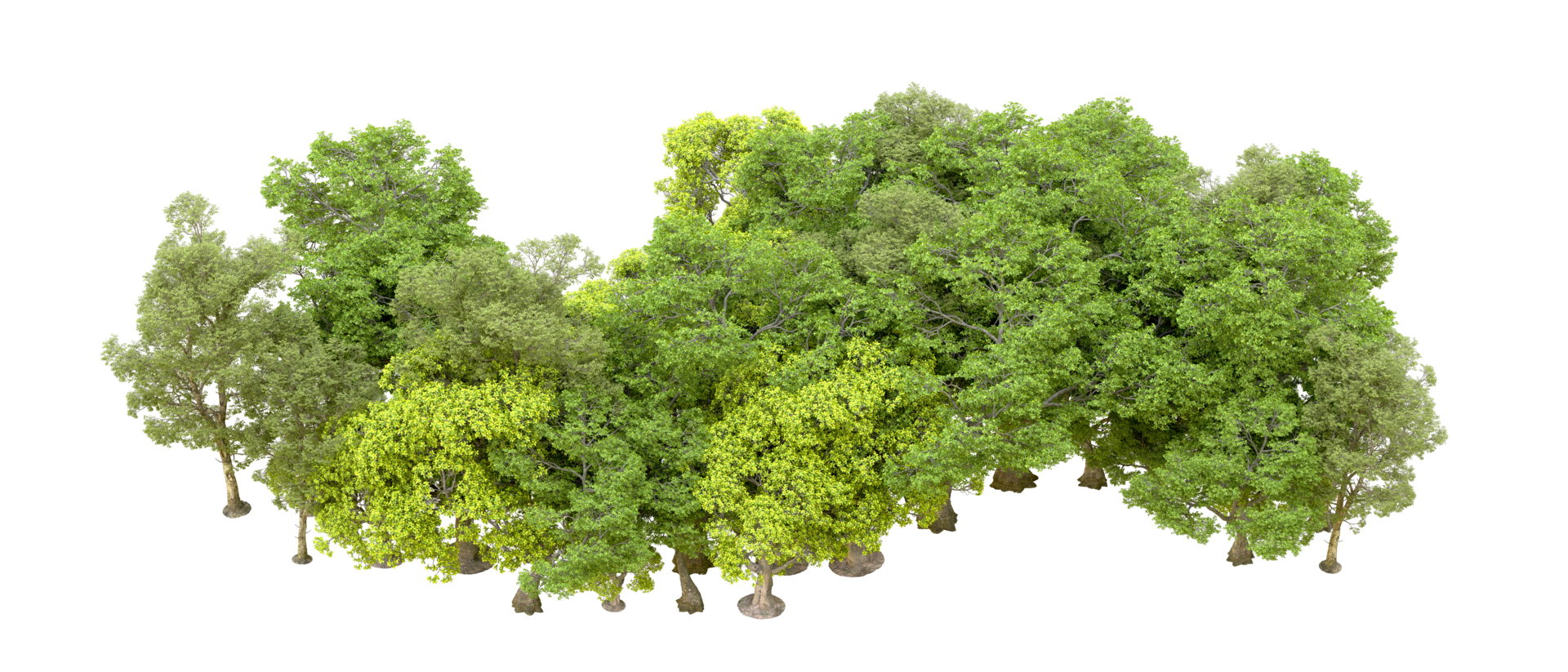 Green forest isolated on background. 3d rendering - illustration png