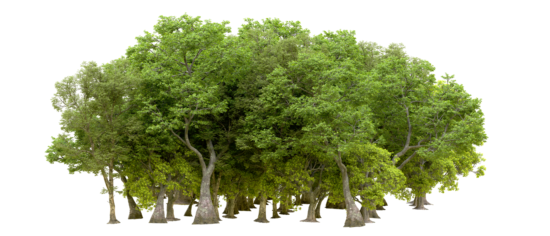 Green forest isolated on background. 3d rendering - illustration png