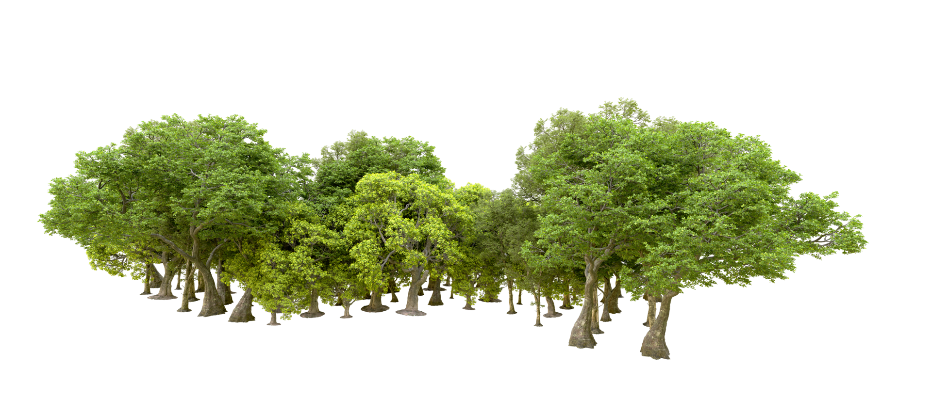 Green forest isolated on background. 3d rendering - illustration png