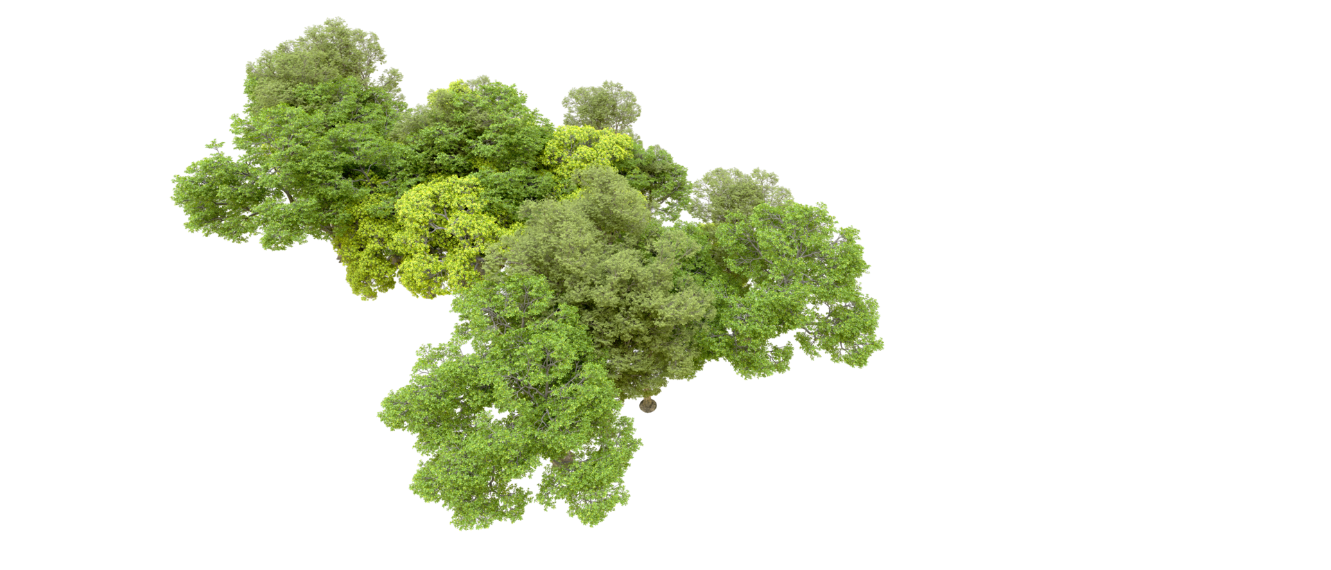Green forest isolated on background. 3d rendering - illustration png