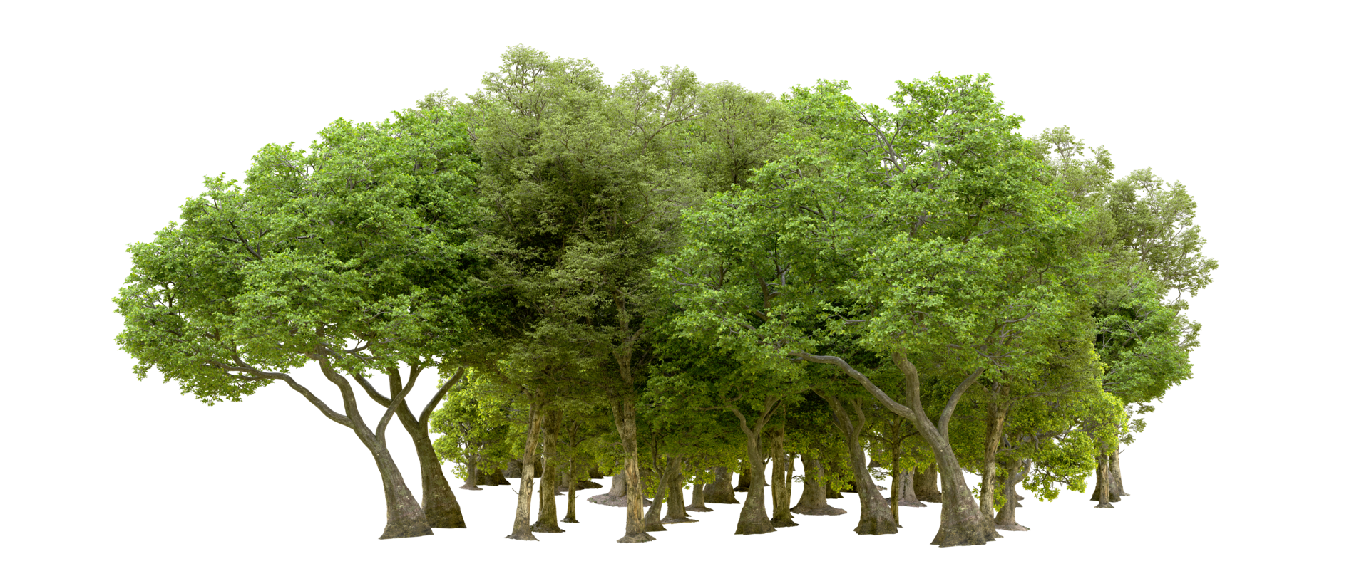 Green forest isolated on background. 3d rendering - illustration png