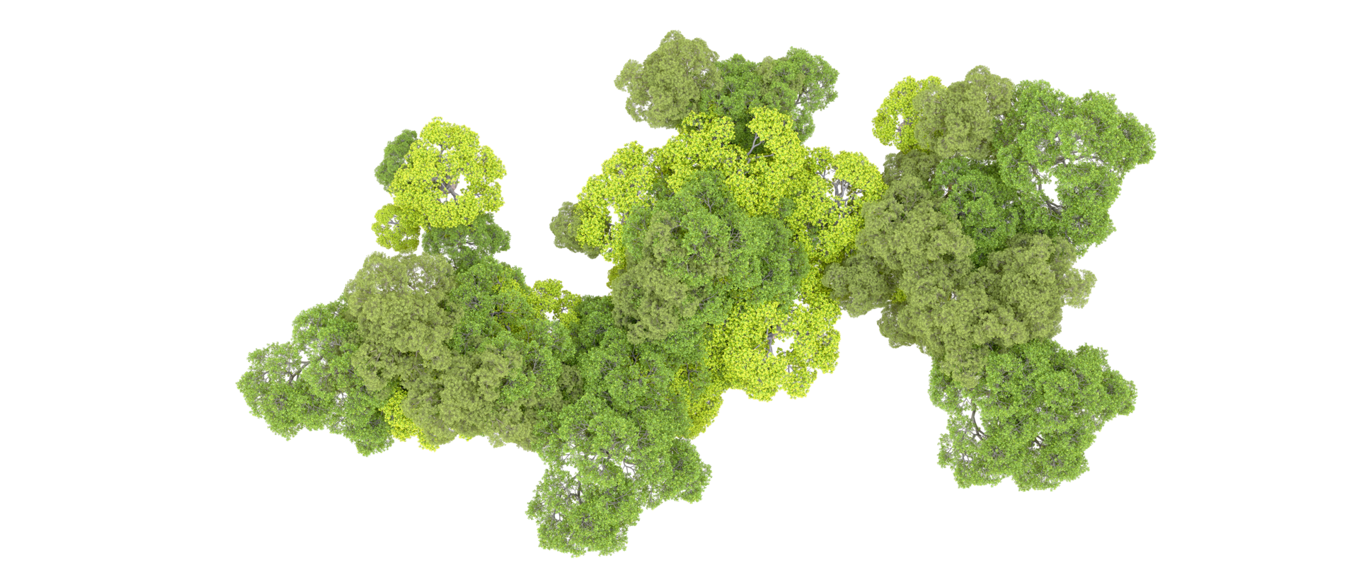 Green forest isolated on background. 3d rendering - illustration png