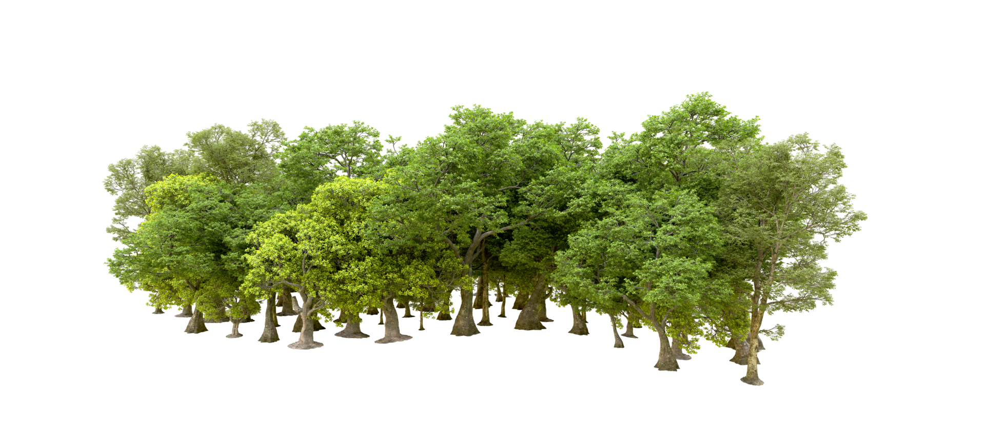 Green forest isolated on background. 3d rendering - illustration png