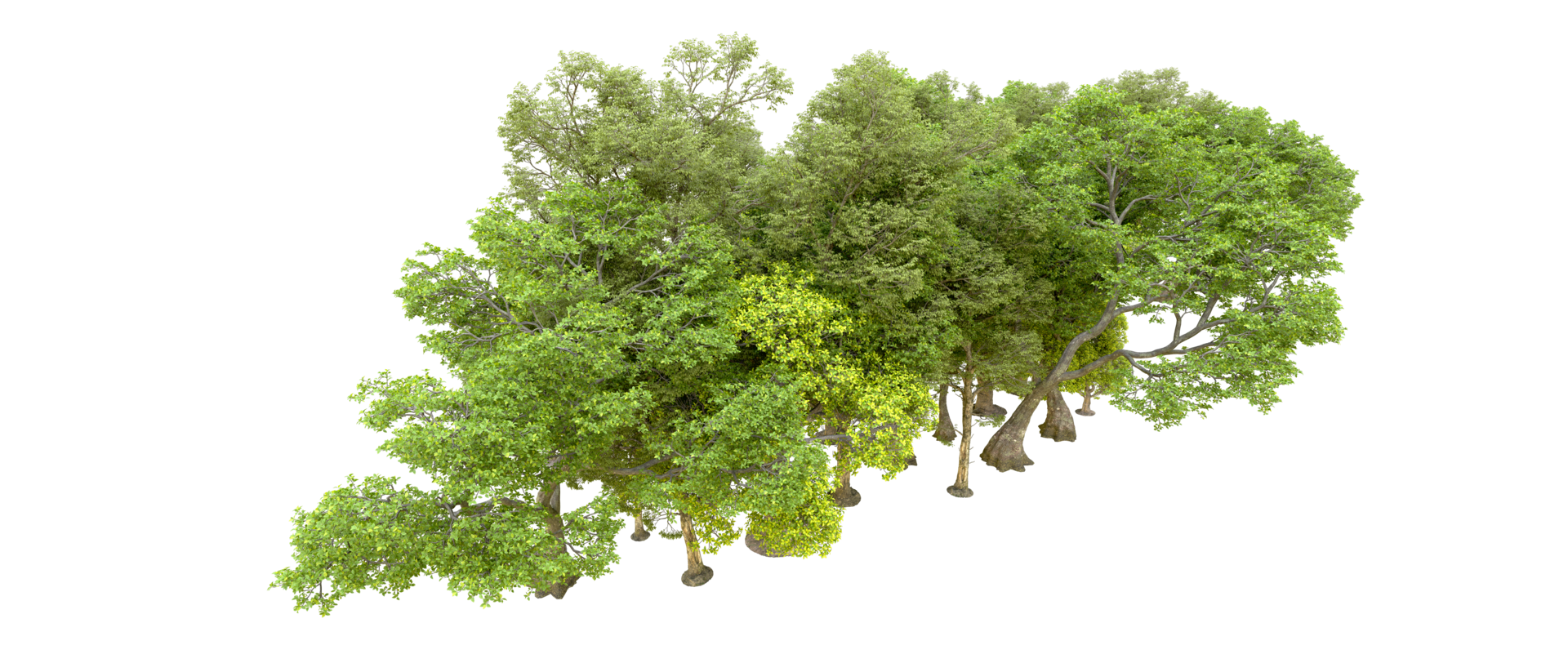 Green forest isolated on background. 3d rendering - illustration png