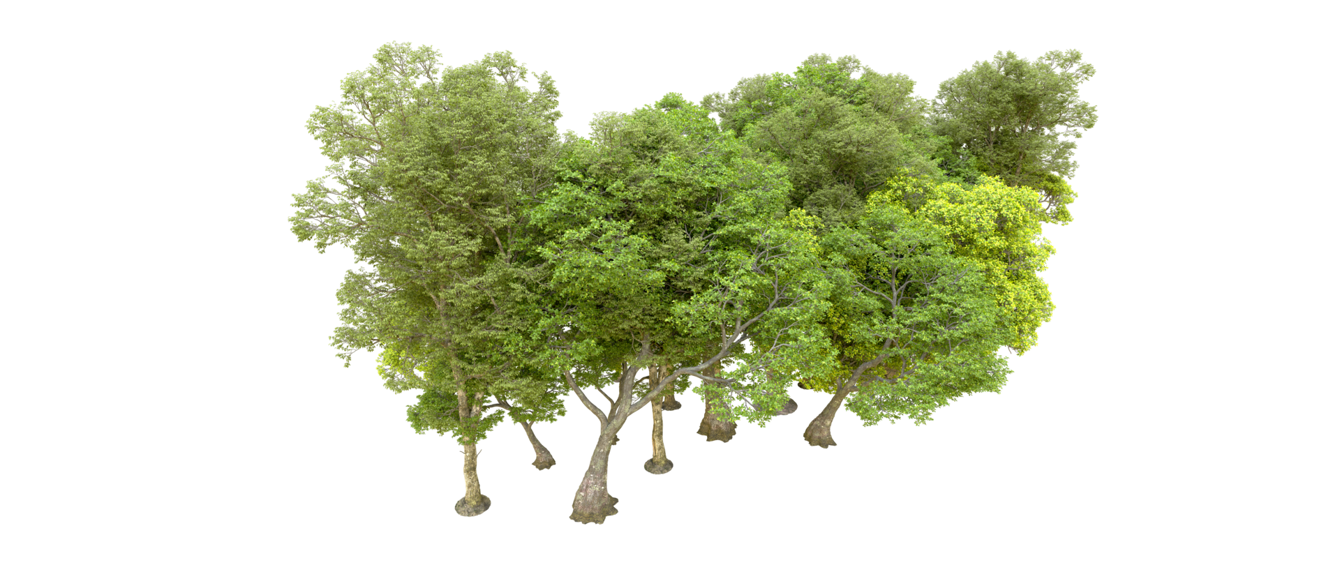 Green forest isolated on background. 3d rendering - illustration png