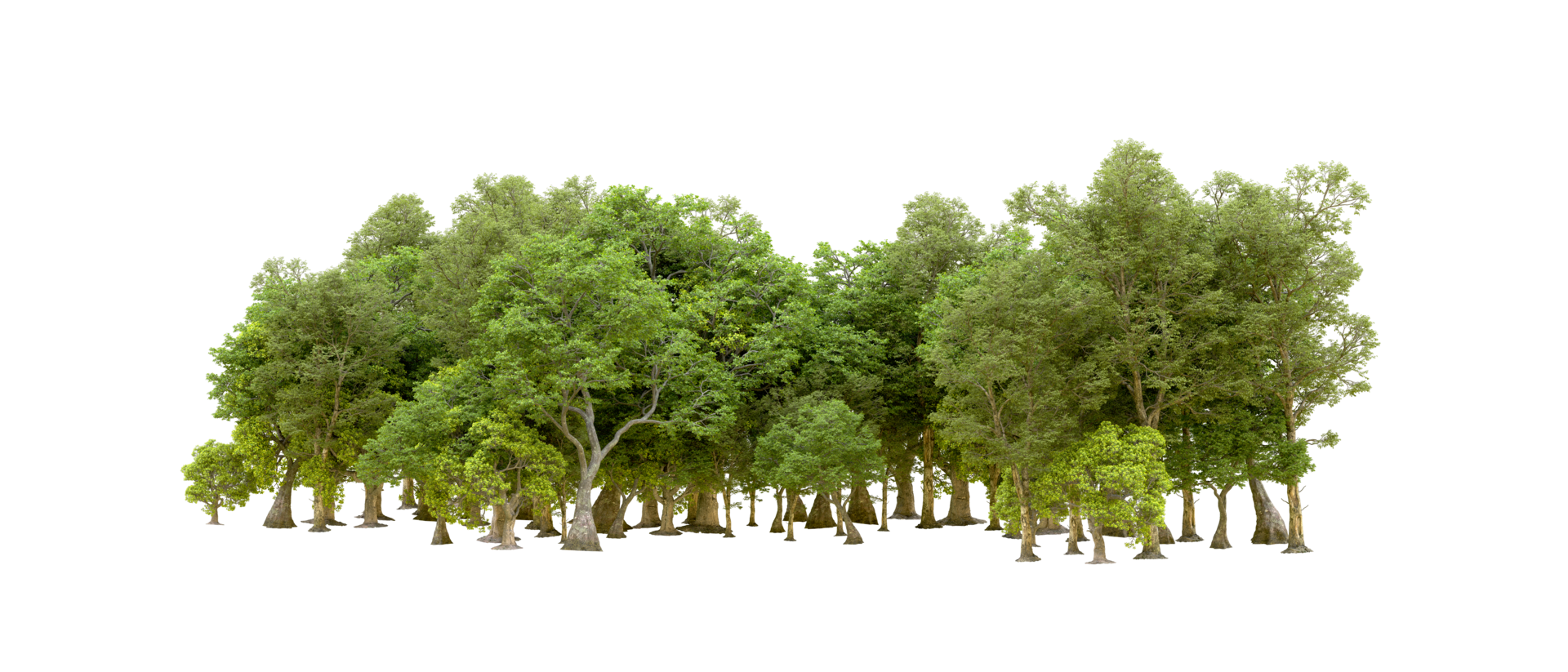 Green forest isolated on background. 3d rendering - illustration png