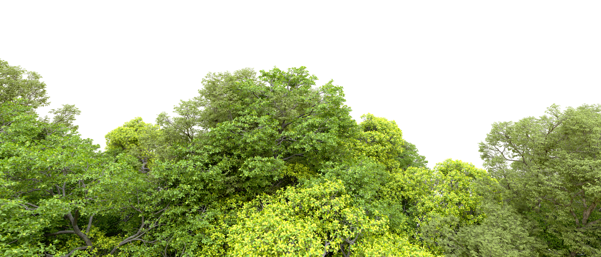 Green forest isolated on background. 3d rendering - illustration png