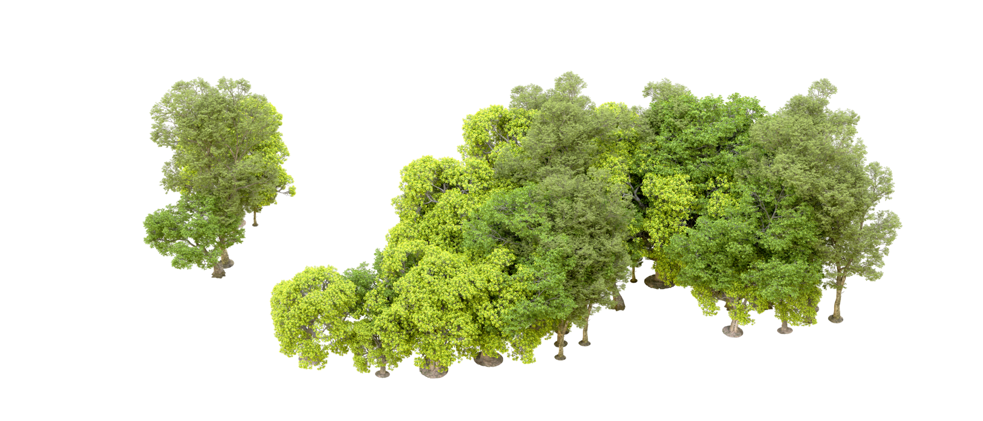 Green forest isolated on background. 3d rendering - illustration png