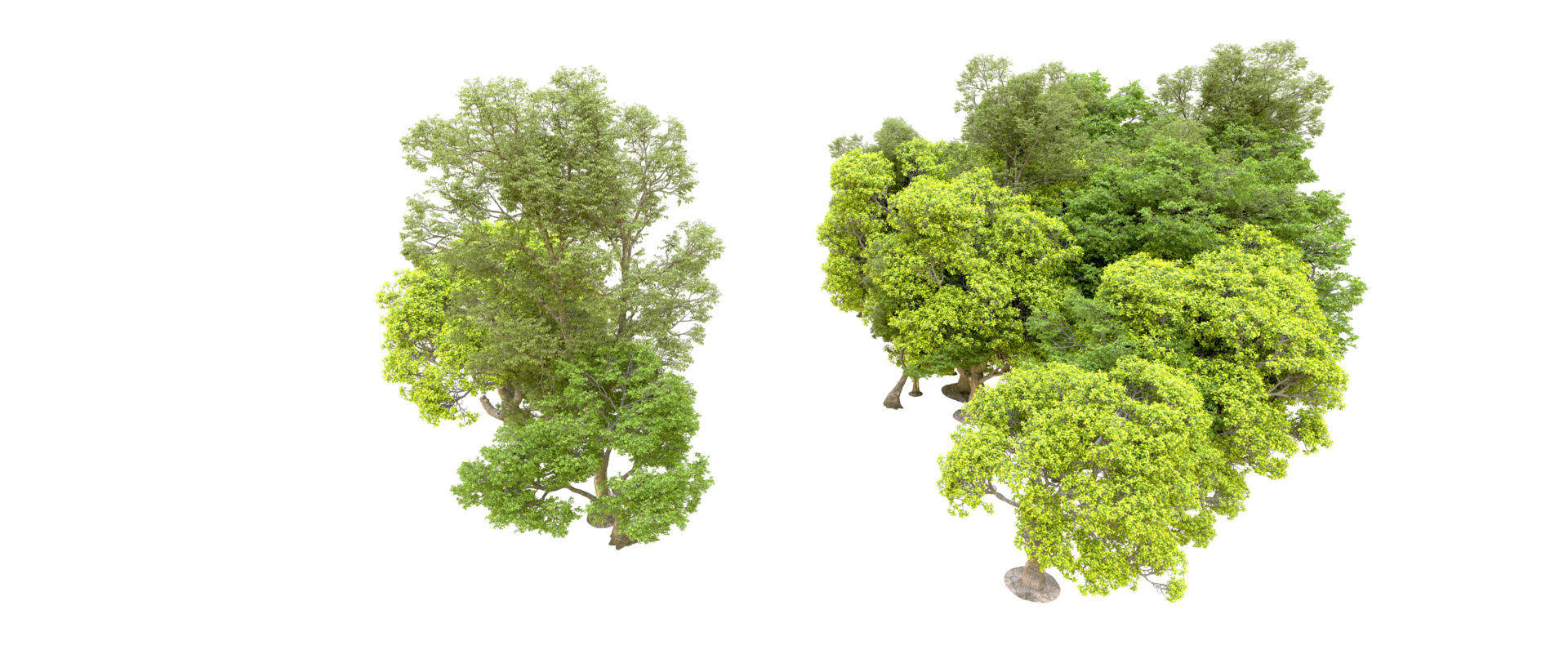 Green forest isolated on background. 3d rendering - illustration png