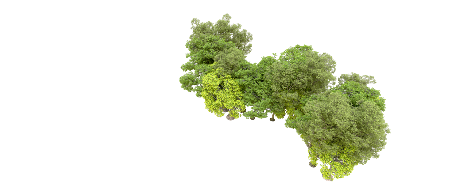 Green forest isolated on background. 3d rendering - illustration png