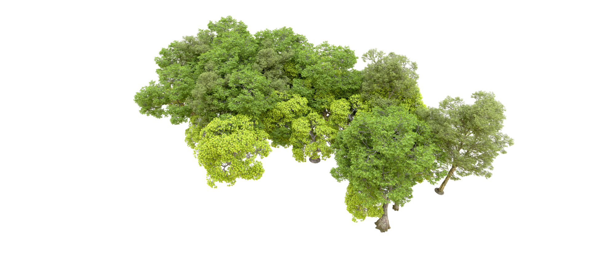 Green forest isolated on background. 3d rendering - illustration png