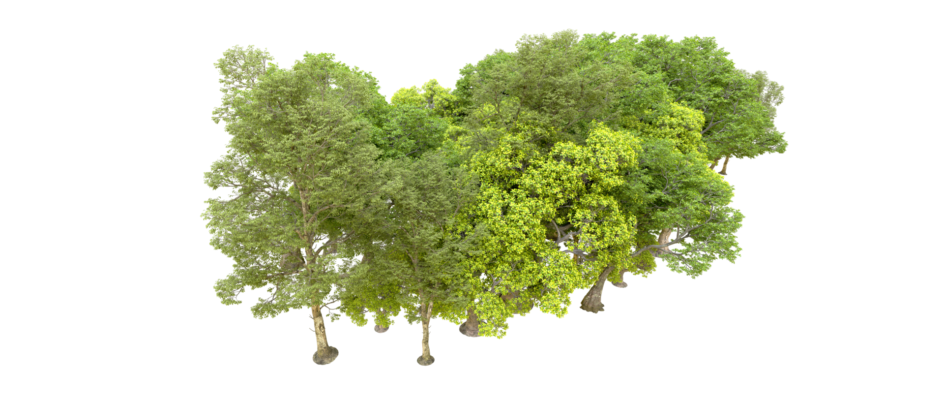 Green forest isolated on background. 3d rendering - illustration png