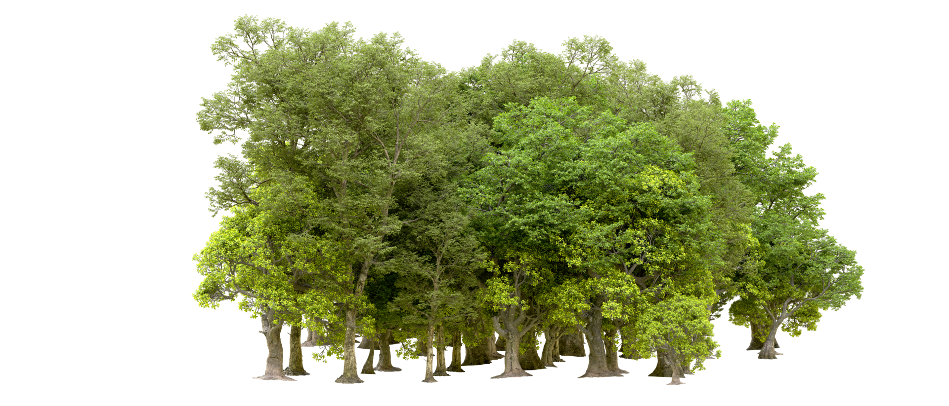 Green forest isolated on background. 3d rendering - illustration png