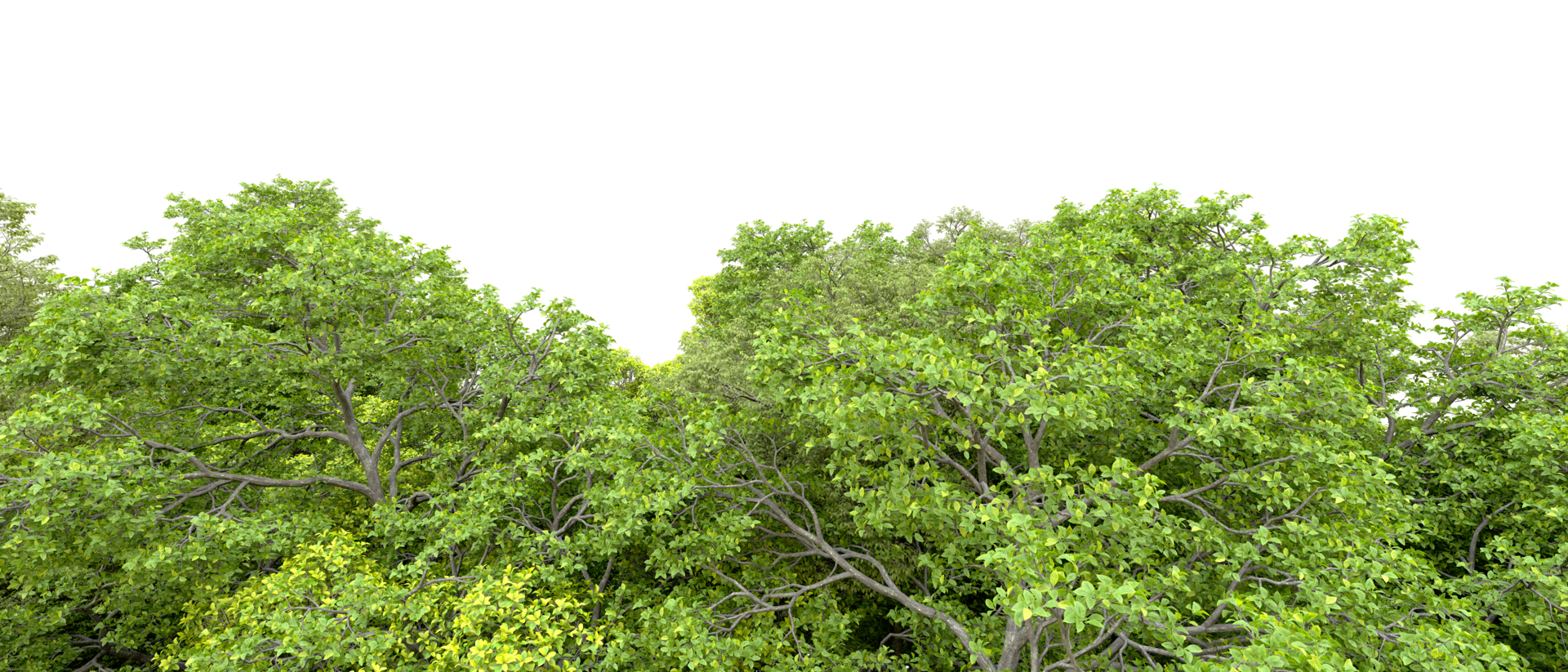 Green forest isolated on background. 3d rendering - illustration png