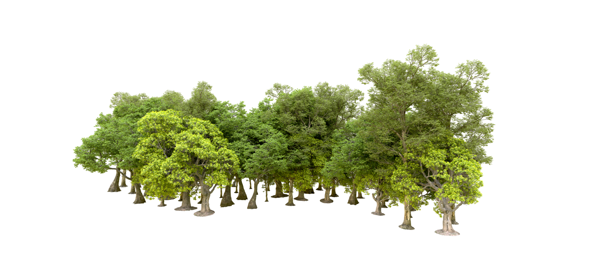 Green forest isolated on background. 3d rendering - illustration png