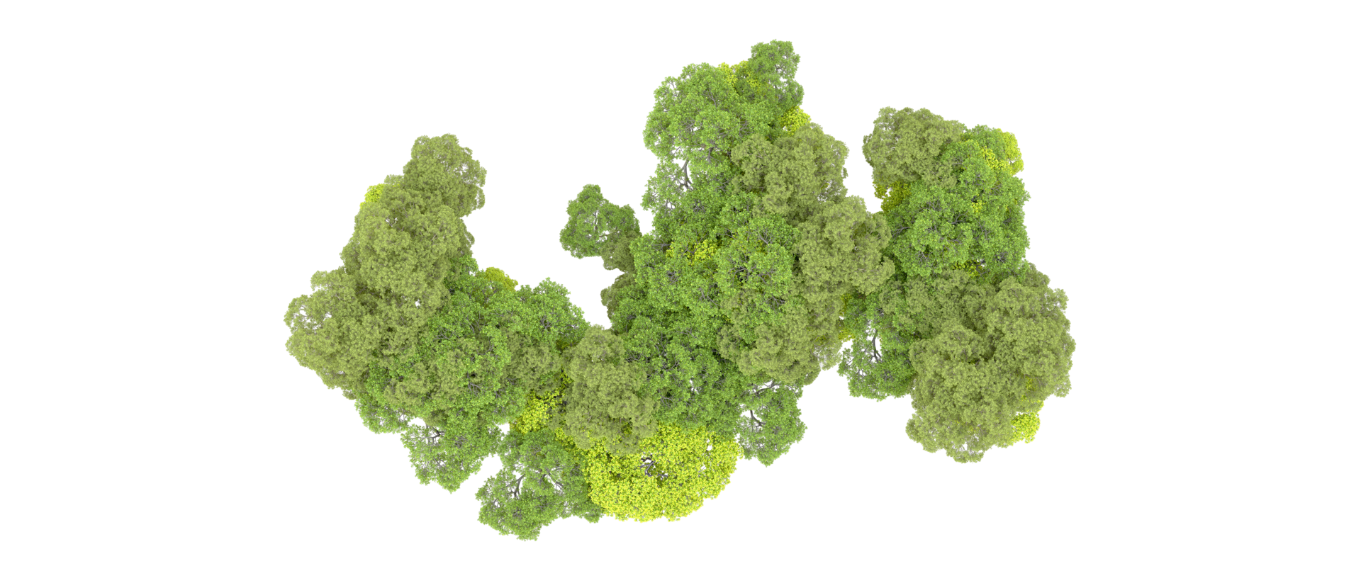 Green forest isolated on background. 3d rendering - illustration png