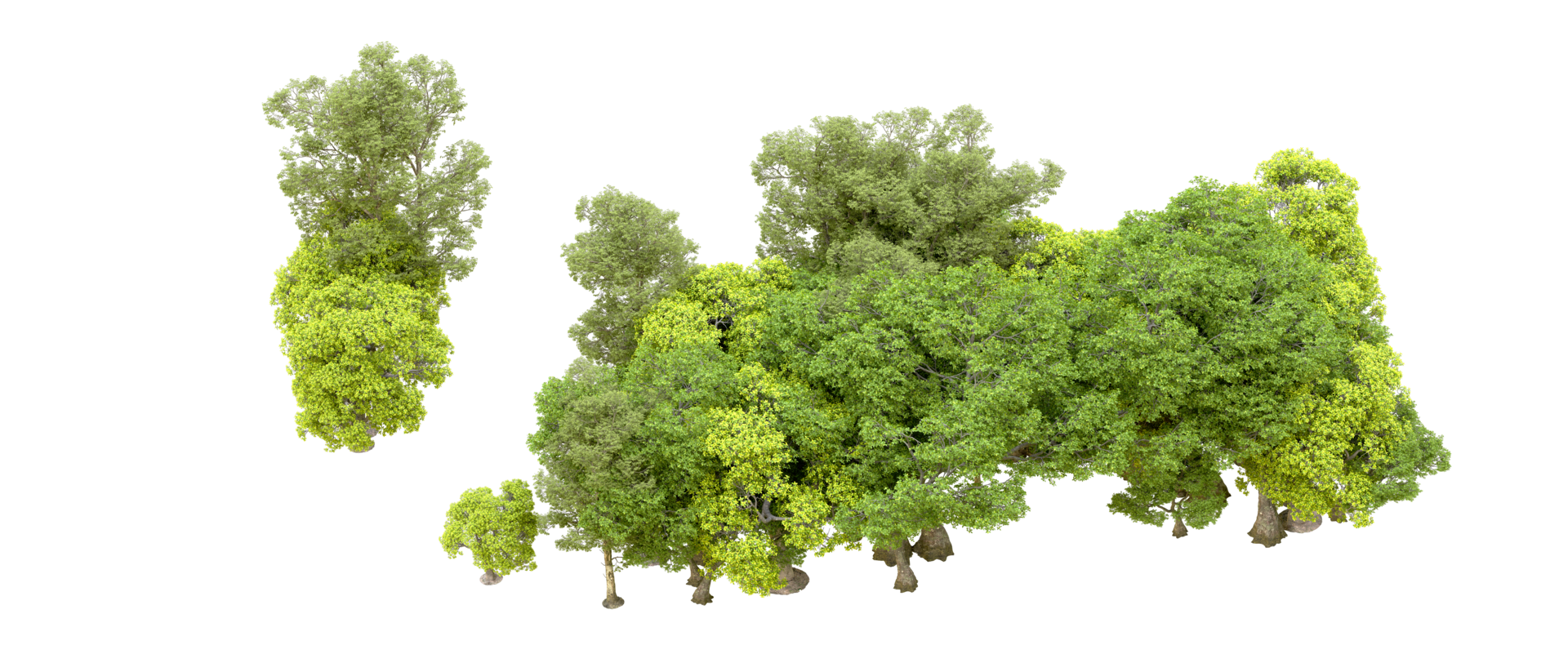 Green forest isolated on background. 3d rendering - illustration png