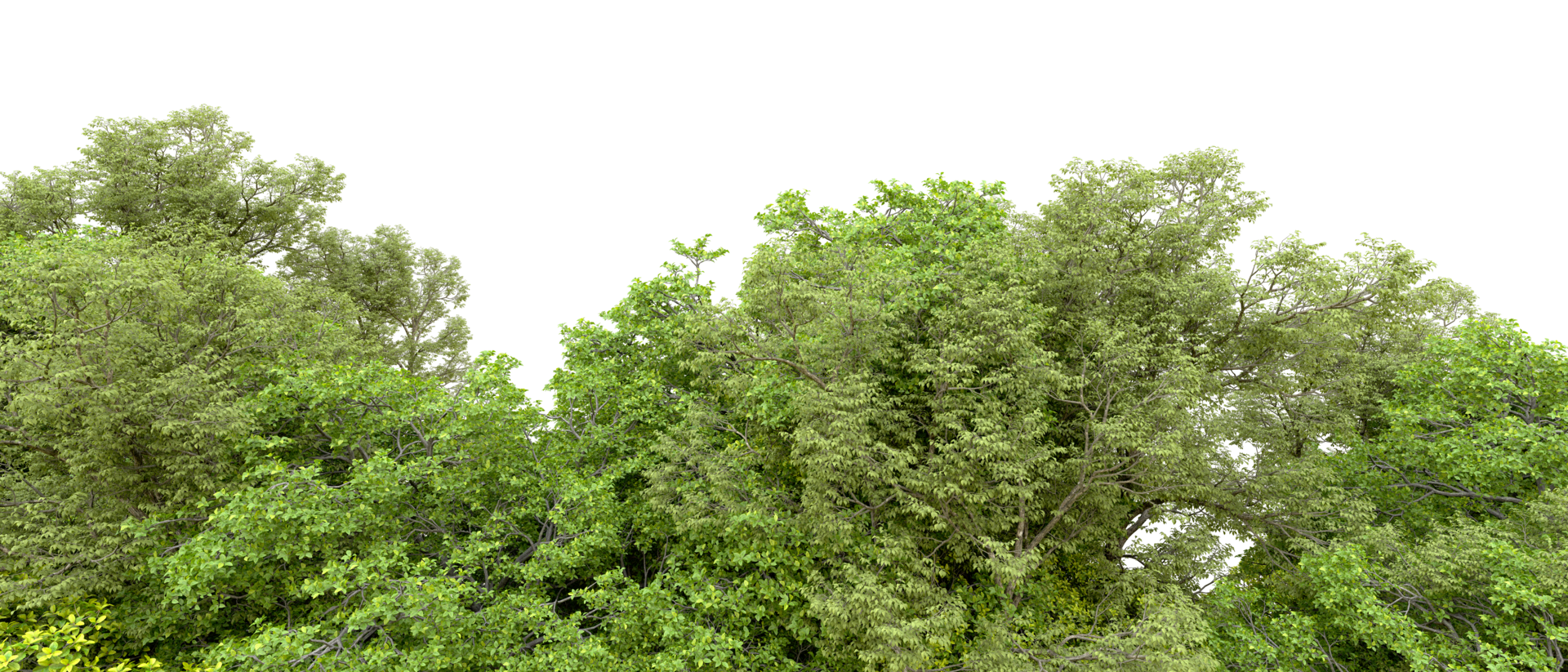 Green forest isolated on background. 3d rendering - illustration png