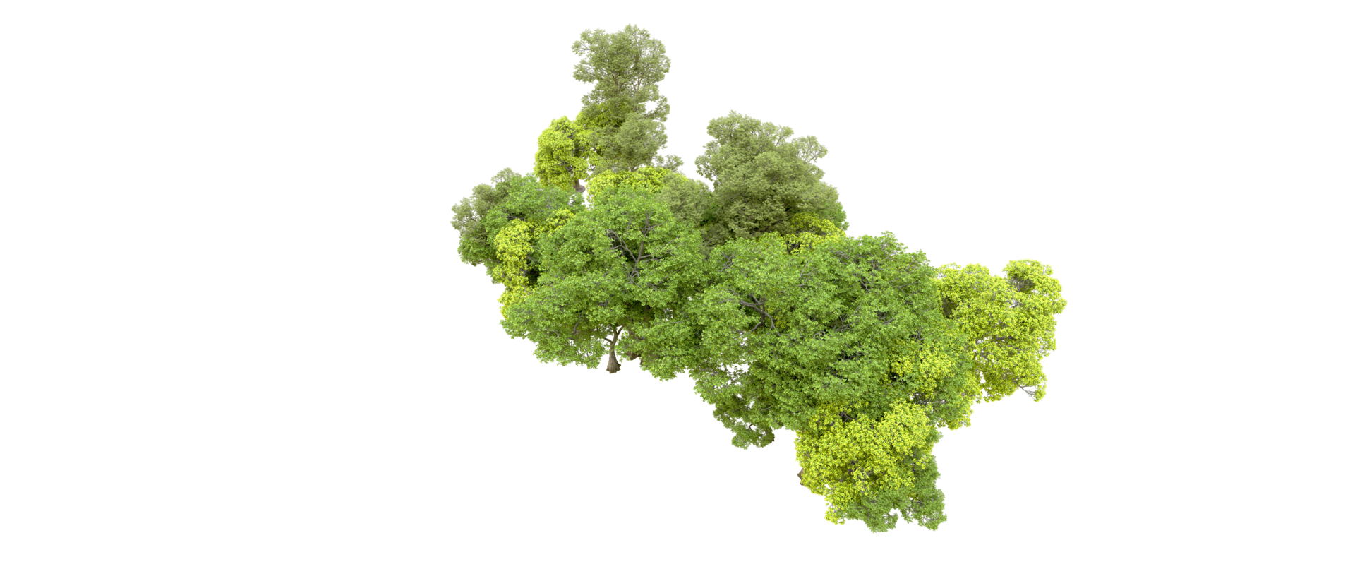 verde foresta isolato su sfondo. 3d interpretazione - illustrazione png