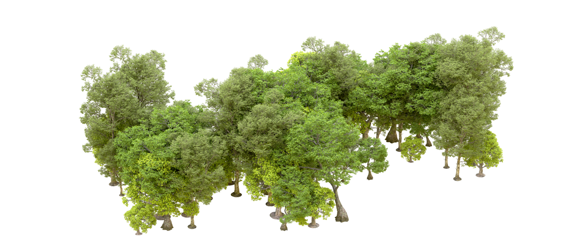 Green forest isolated on background. 3d rendering - illustration png