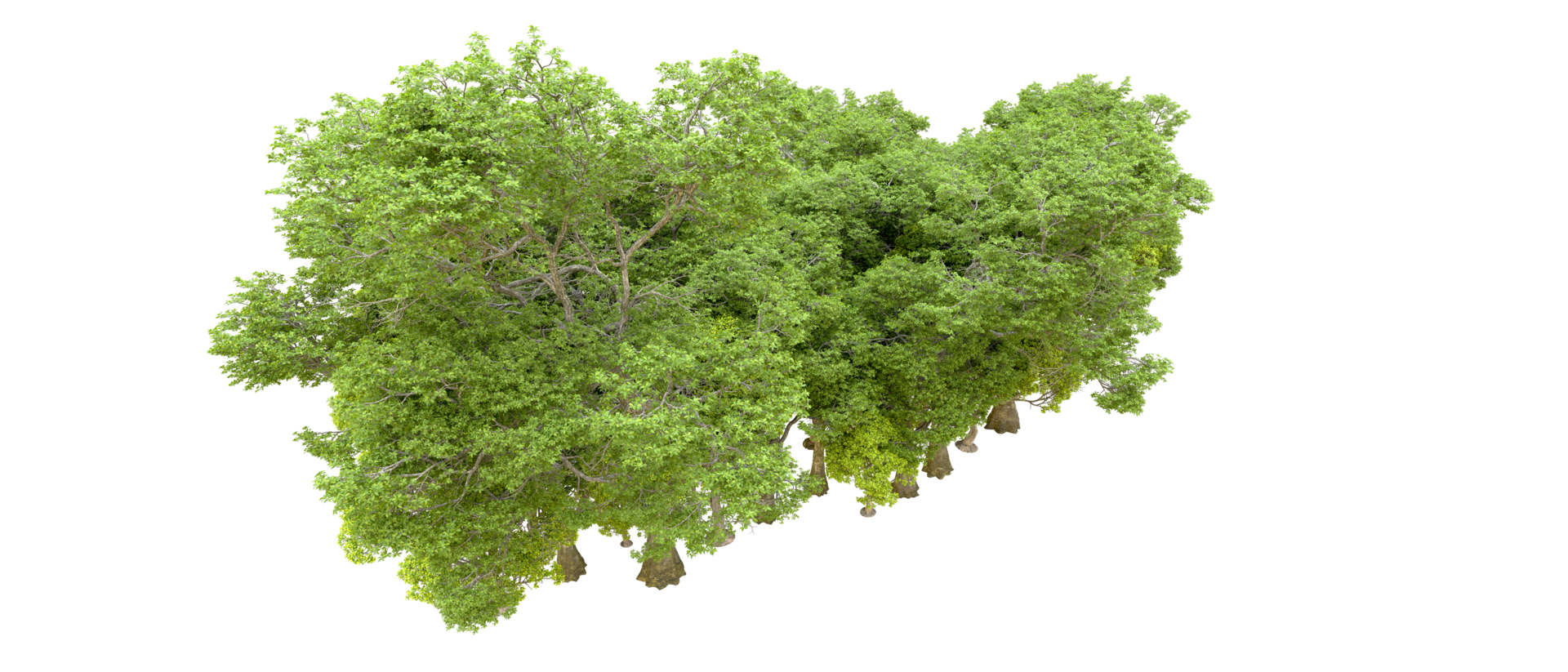 Green forest isolated on background. 3d rendering - illustration png
