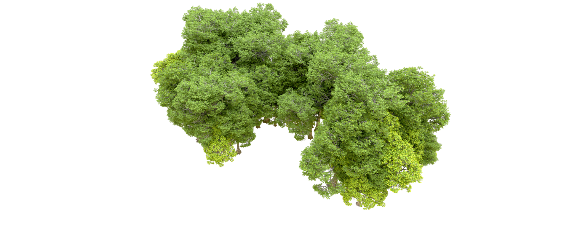 Green forest isolated on background. 3d rendering - illustration png