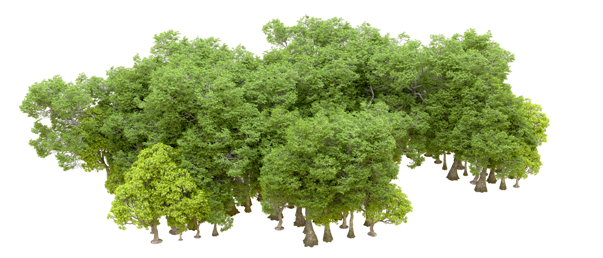Green forest isolated on background. 3d rendering - illustration png