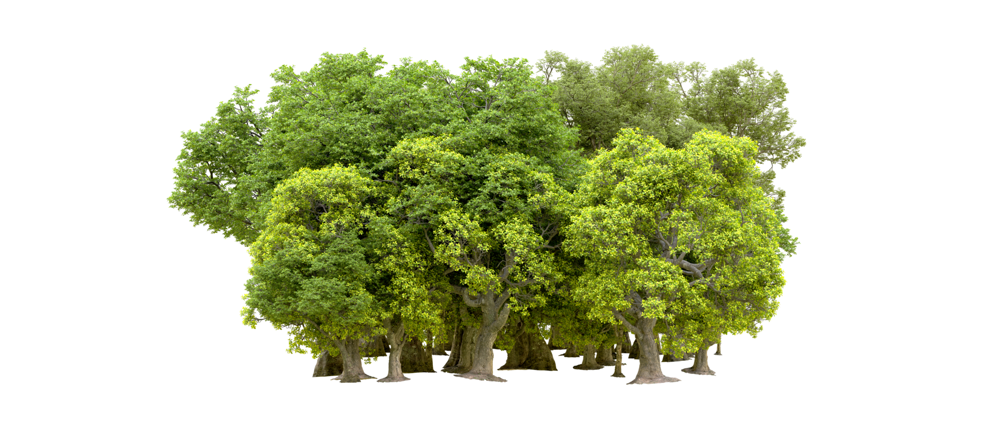 Green forest isolated on background. 3d rendering - illustration png