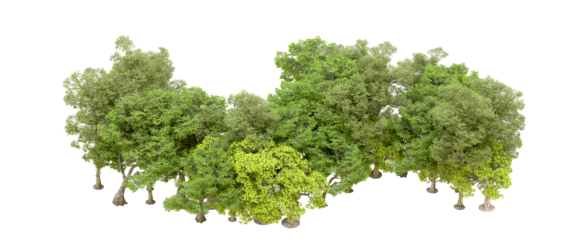 Green forest isolated on background. 3d rendering - illustration png