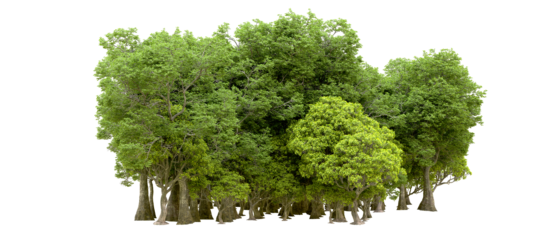Green forest isolated on background. 3d rendering - illustration png