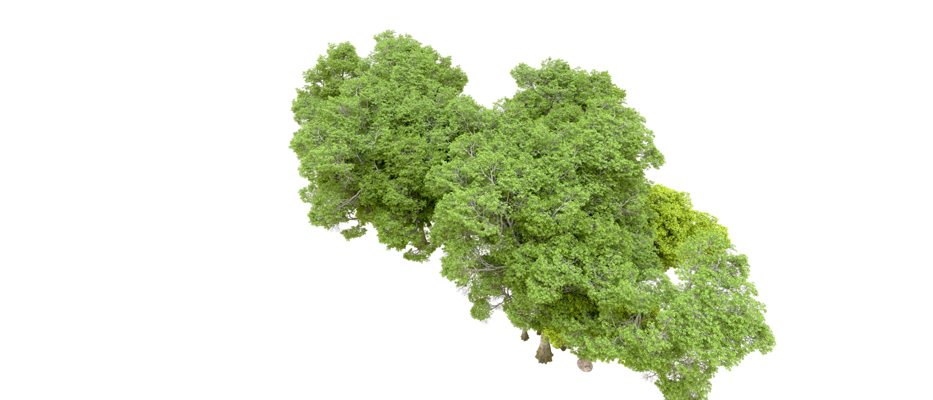 Green forest isolated on background. 3d rendering - illustration png