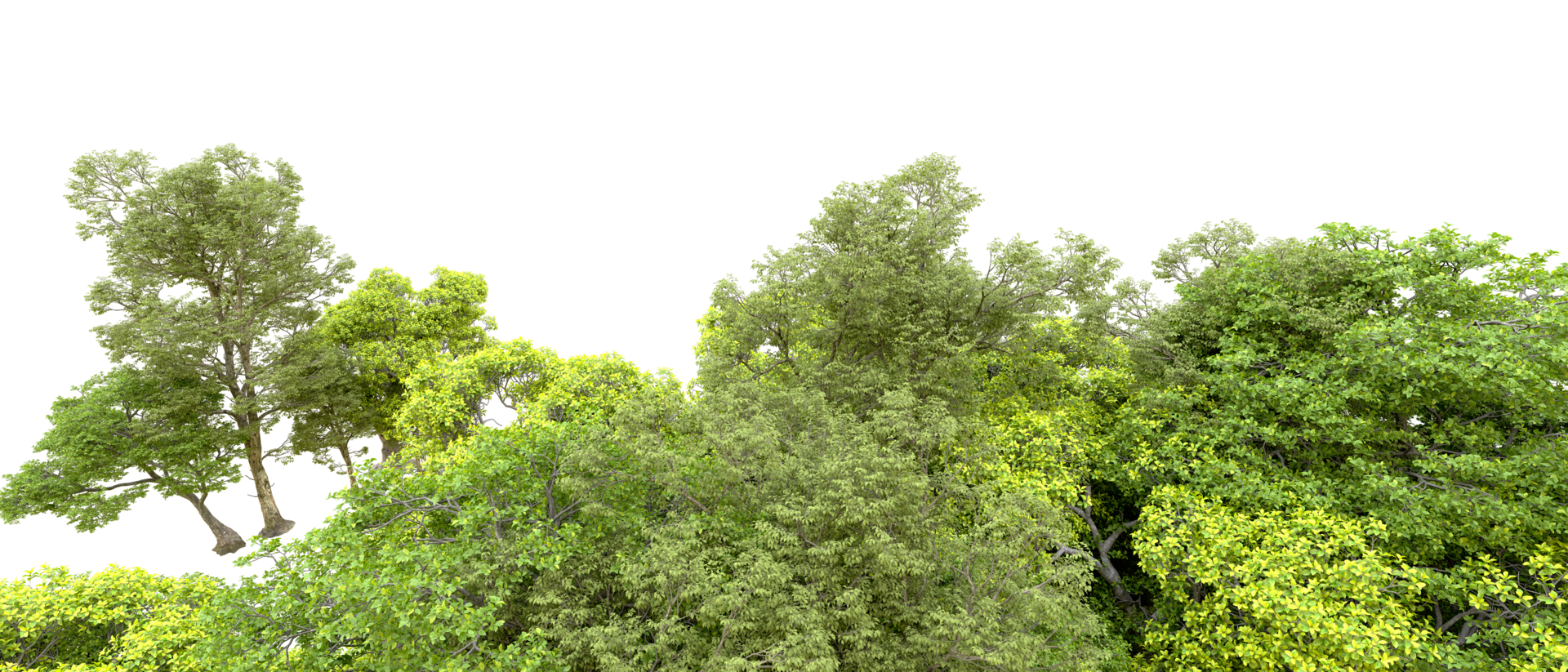 Green forest isolated on background. 3d rendering - illustration png
