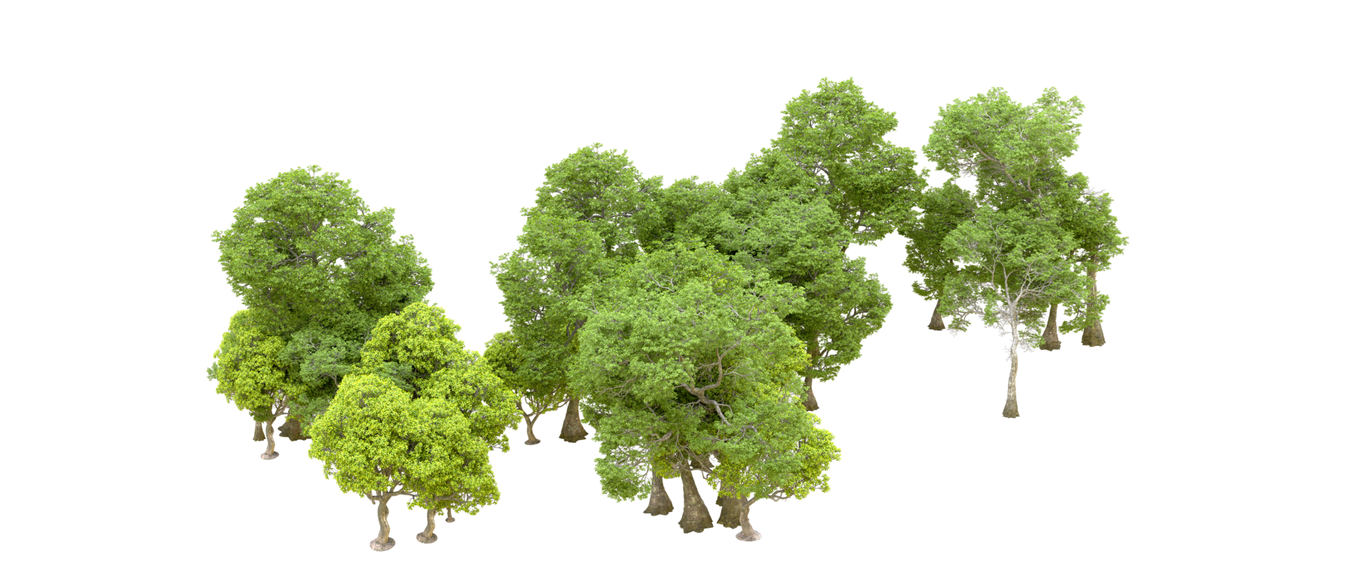 Green forest isolated on background. 3d rendering - illustration png