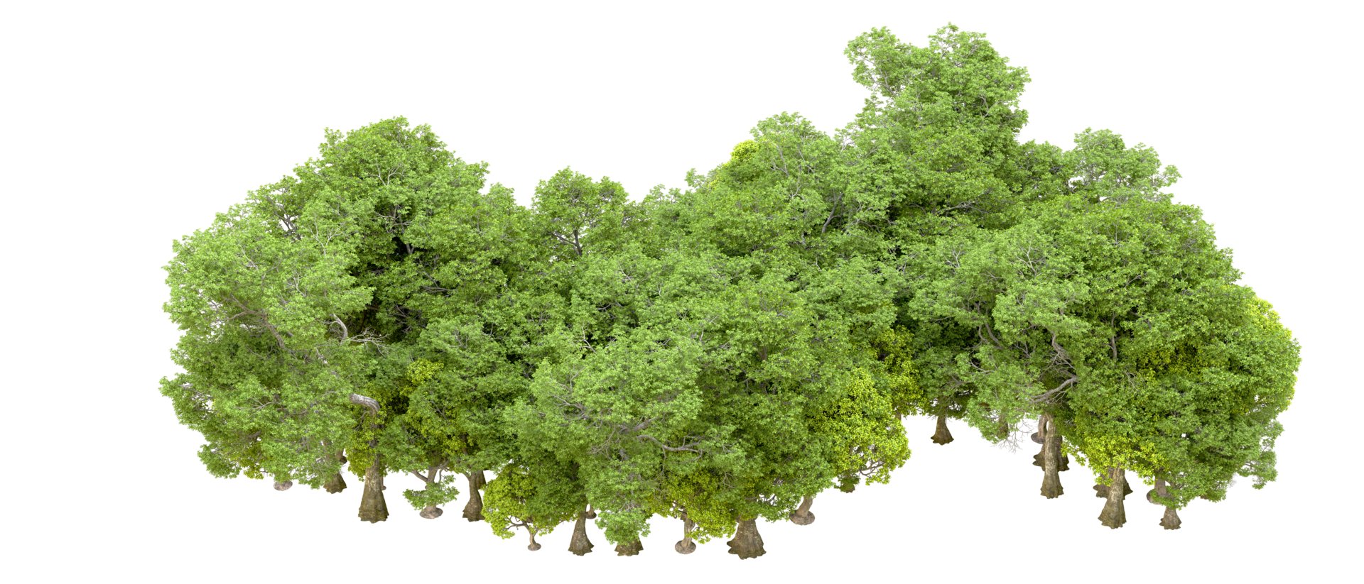 Green forest isolated on background. 3d rendering - illustration png