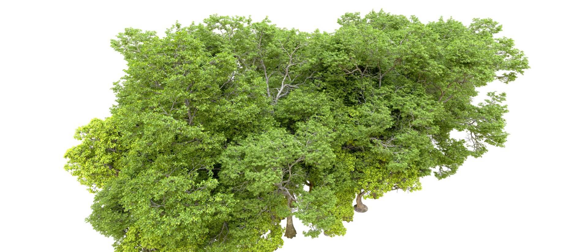 Green forest isolated on background. 3d rendering - illustration png