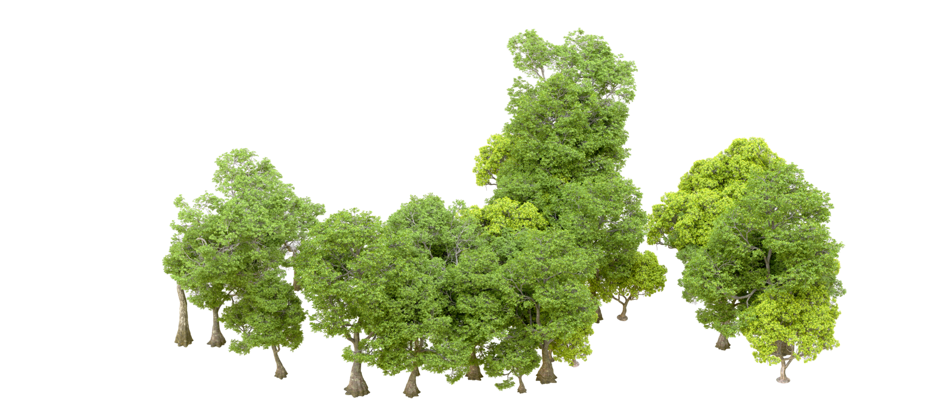 Green forest isolated on background. 3d rendering - illustration png