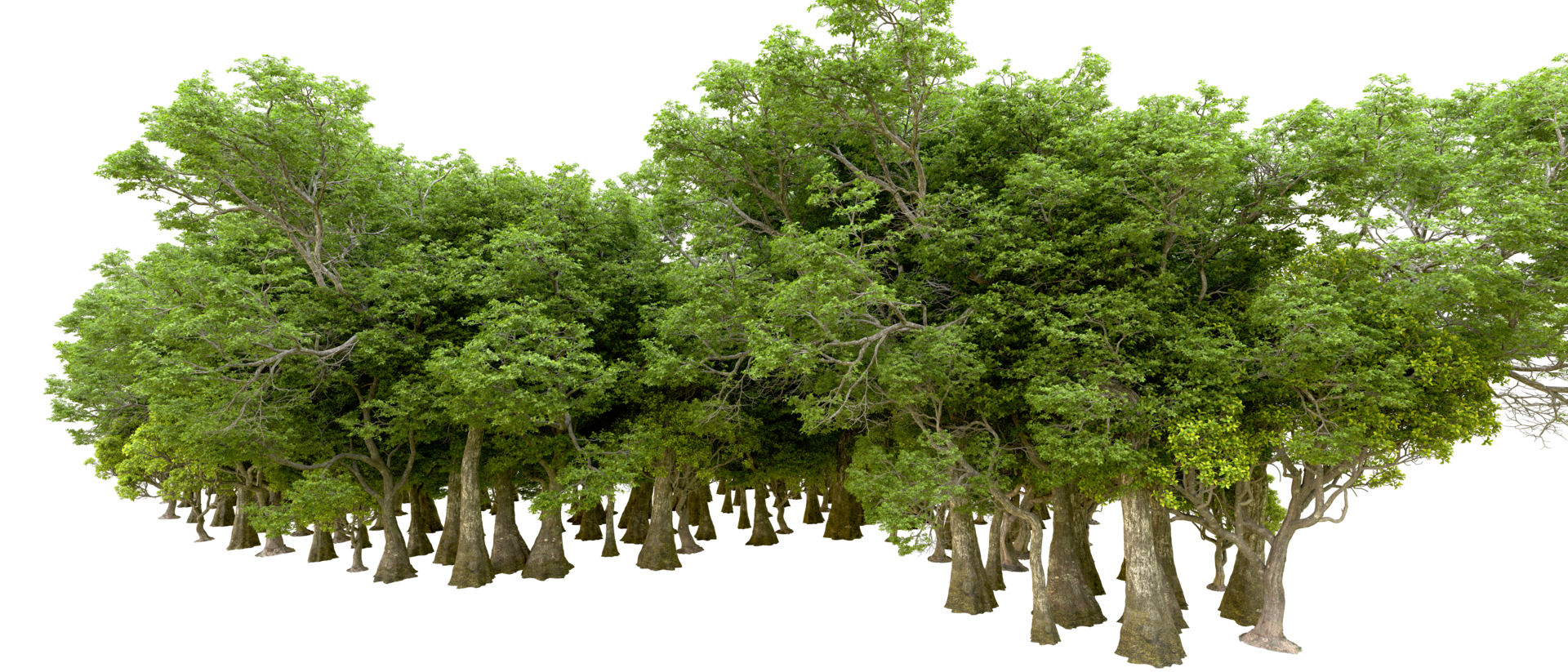 Green forest isolated on background. 3d rendering - illustration png