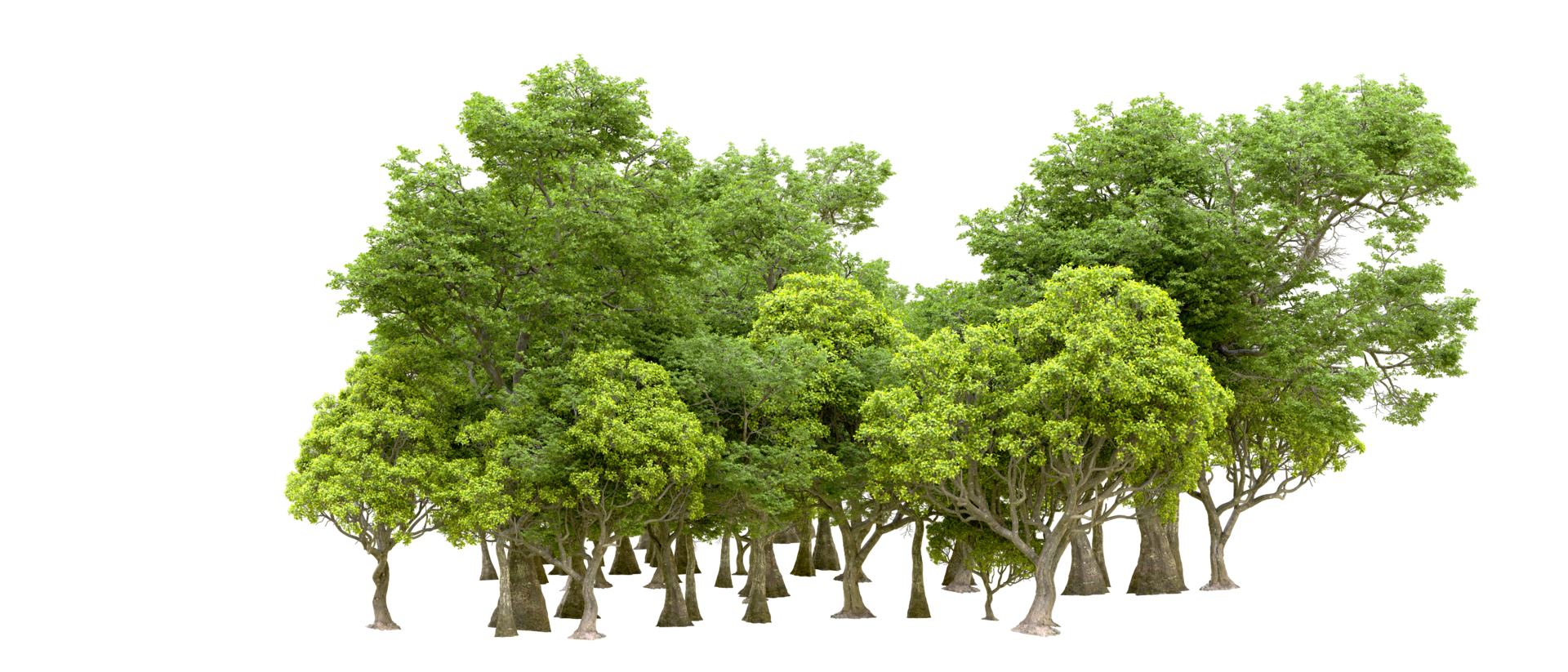 Green forest isolated on background. 3d rendering - illustration png