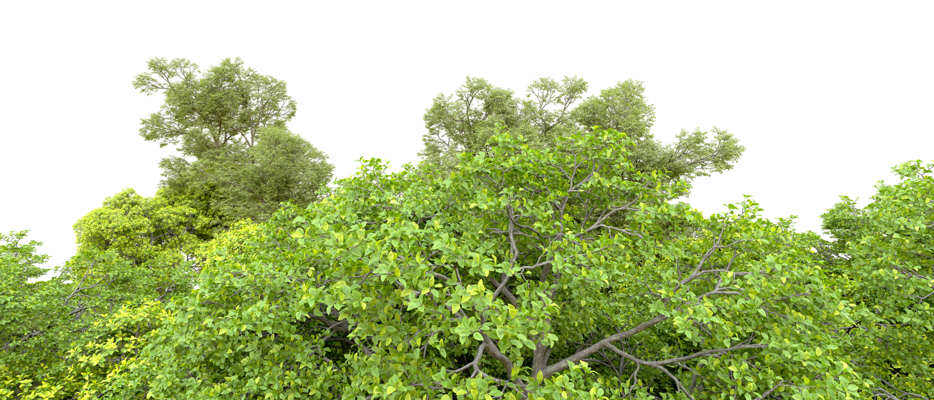Green forest isolated on background. 3d rendering - illustration png