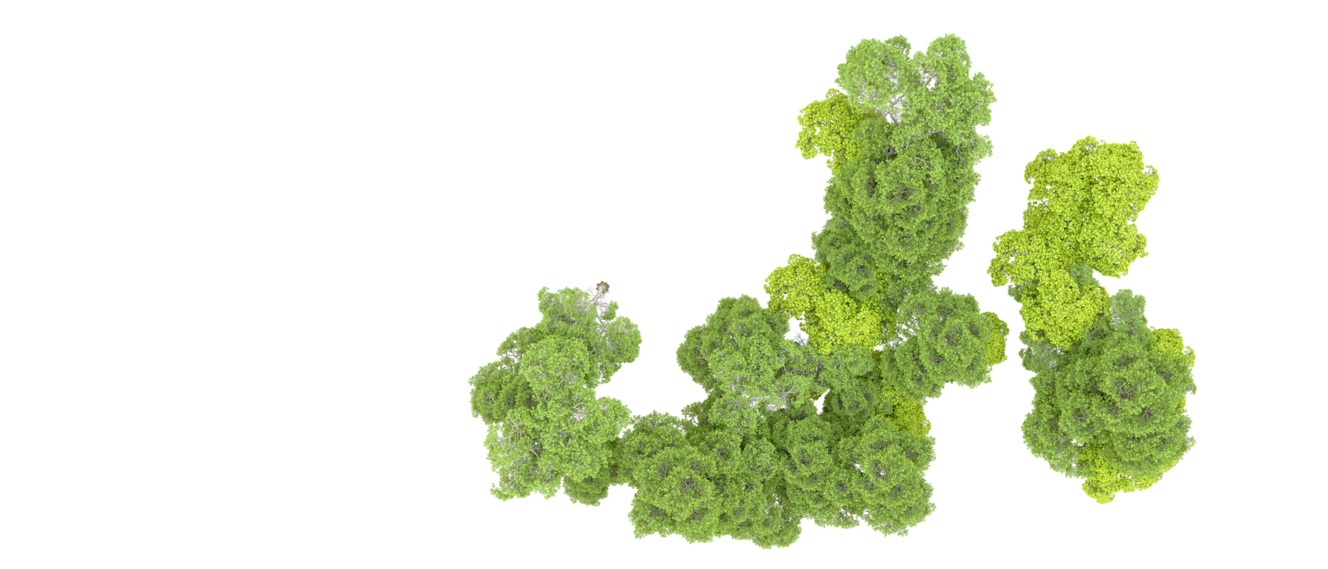 Green forest isolated on background. 3d rendering - illustration png