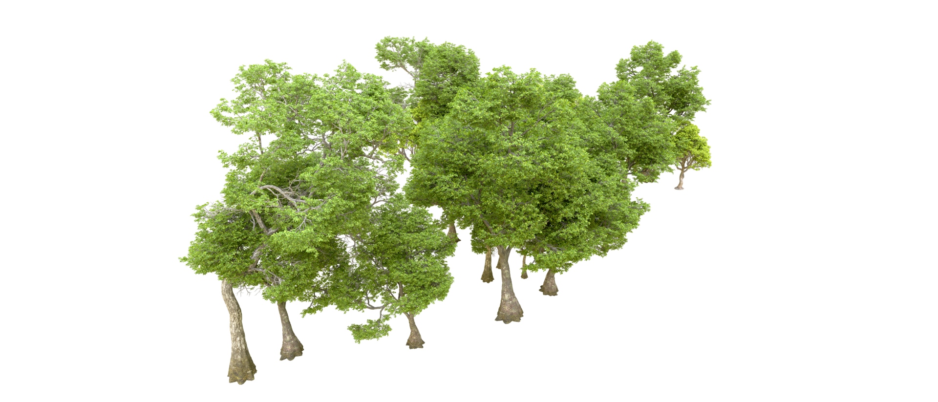 Green forest isolated on background. 3d rendering - illustration png