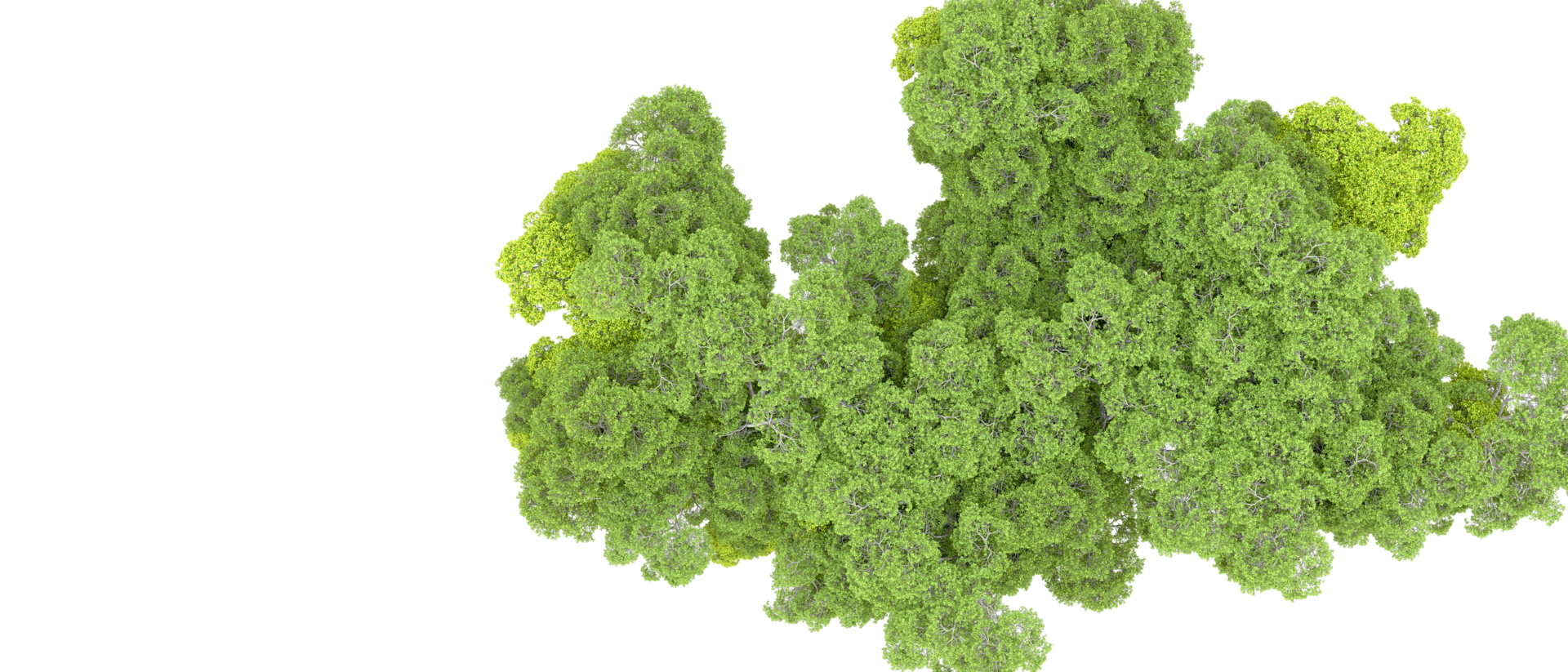 Green forest isolated on background. 3d rendering - illustration png