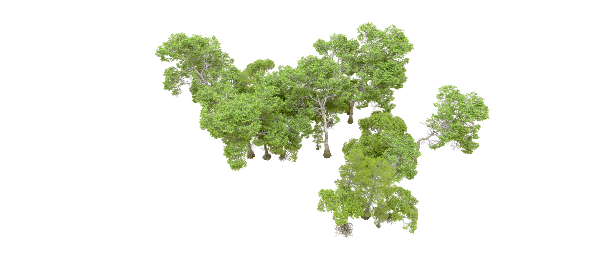 Green forest isolated on background. 3d rendering - illustration png